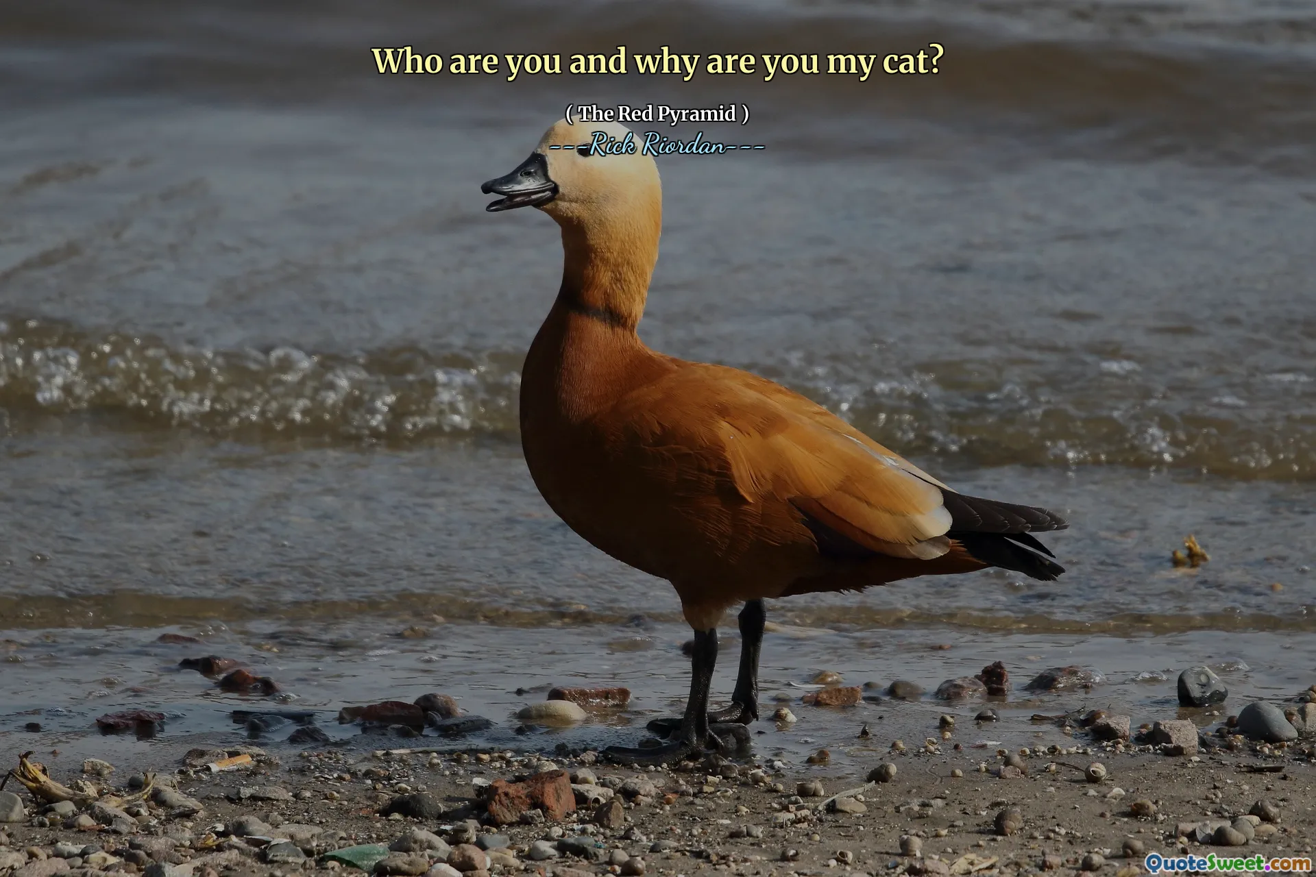 Who are you and why are you my cat?