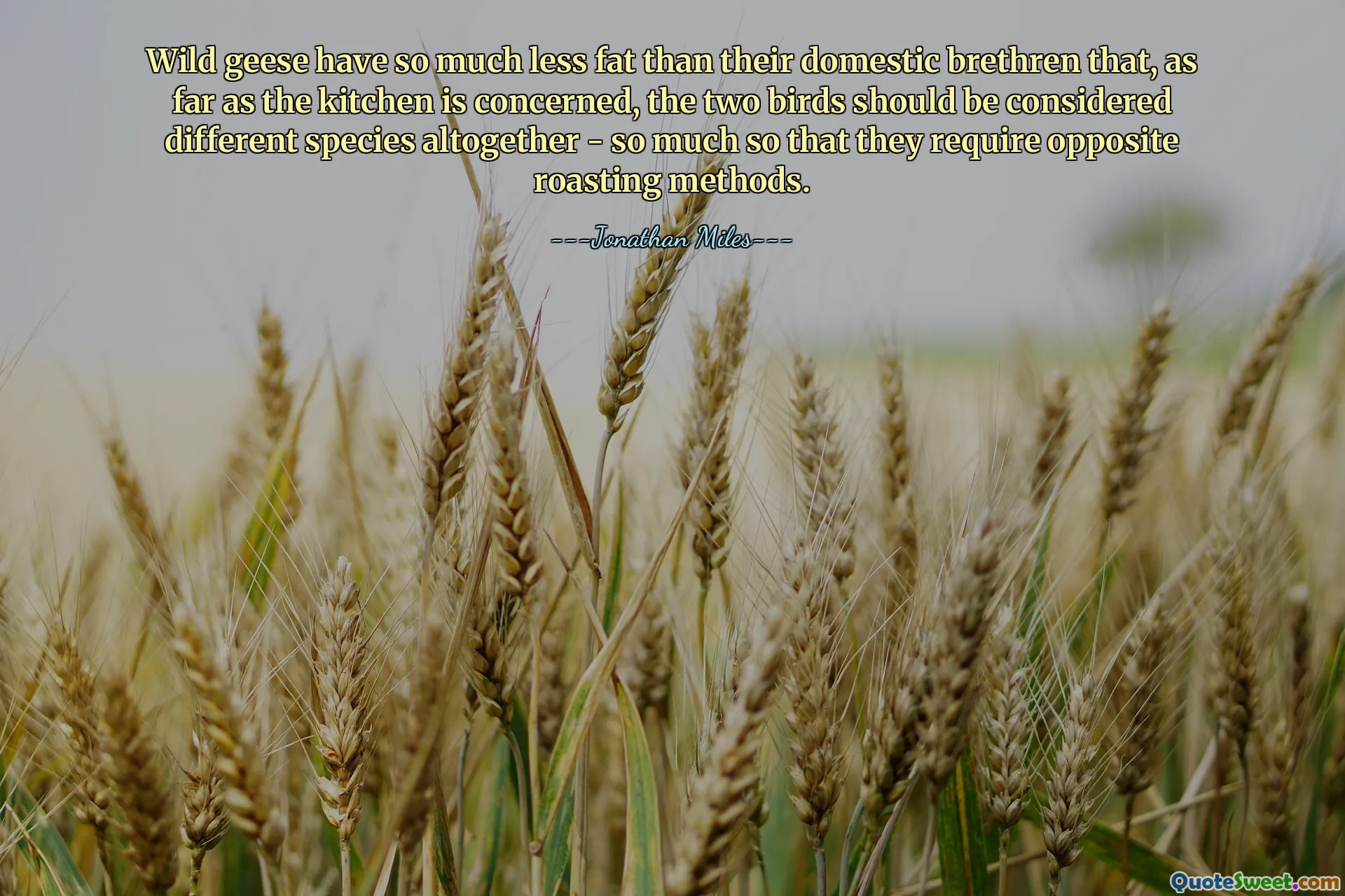 Wild geese have so much less fat than their domestic brethren that, as far as the kitchen is concerned, the two birds should be considered different species altogether - so much so that they require opposite roasting methods.