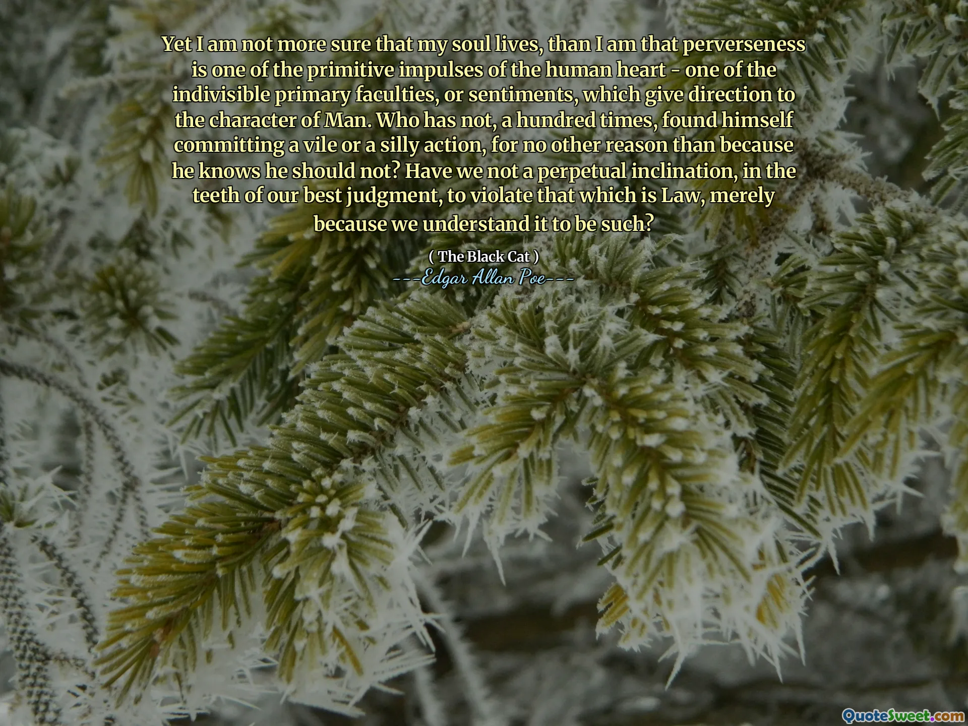 Yet I am not more sure that my soul lives, than I am that perverseness is one of the primitive impulses of the human heart - one of the indivisible primary faculties, or sentiments, which give direction to the character of Man. Who has not, a hundred times, found himself committing a vile or a silly action, for no other reason than because he knows he should not? Have we not a perpetual inclination, in the teeth of our best judgment, to violate that which is Law, merely because we understand it to be such?