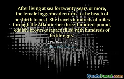 After living at sea for twenty years or more, the female loggerhead returns to the beach of her birth to nest. She travels hundreds of miles through the Atlantic, her three-hundred-pound, eddish-brown carapace filled with hundreds of fertile eggs.