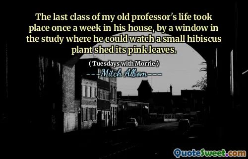 我老教授的一生的最后一堂课每周在他的房子里举行一次，在研究中，他可以看着一只小芙蓉植物脱落了粉红色的叶子。