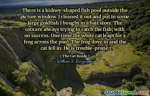 图片窗口外面有一个肾脏形的鱼池。我清理干净，放入一些在诱饵商店购买的大金鱼。猫总是试图捕捞鱼，没有成功。有一次，白猫跳过了泳池。青蛙进来了，猫掉进了进来。他容易出现麻烦。